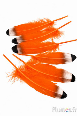 Oie pointe bronze-noire - 15-21 cm - orange